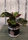 Calathea (Pinstripe Plant)