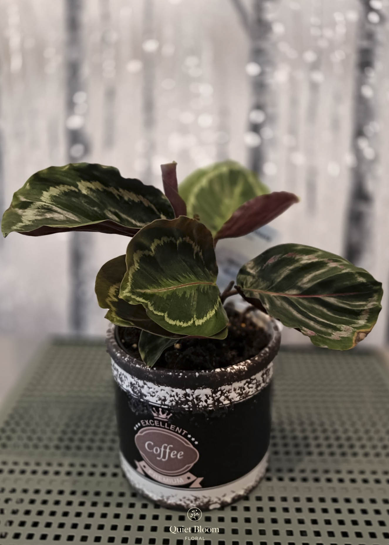 Calathea (Pinstripe Plant)