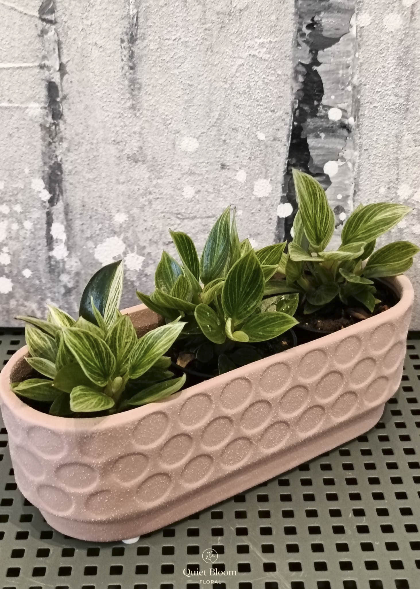 Philodendron Birkin – Mini Trio Planter