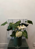 Anthurium (White Flamingo Flower)