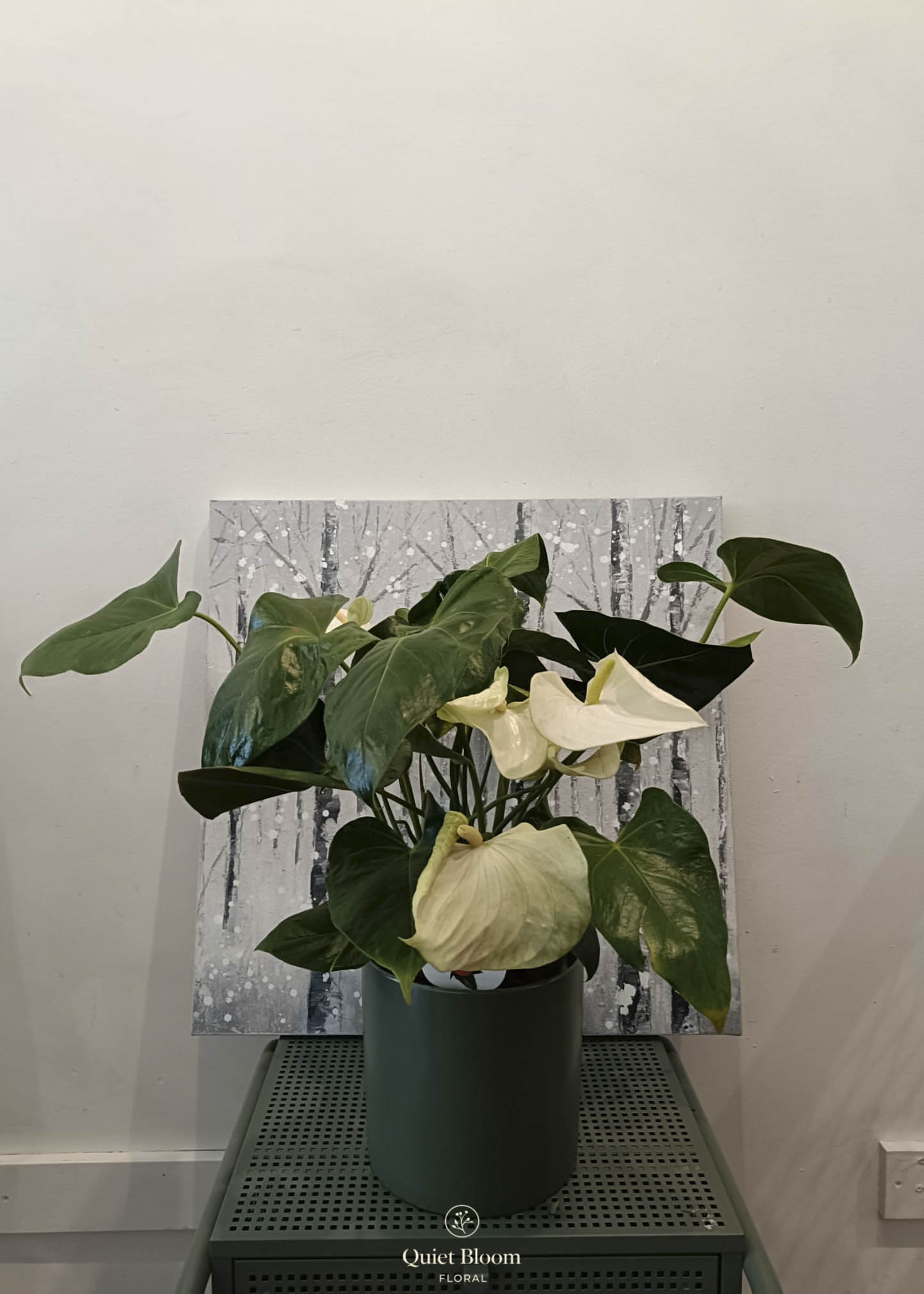 Anthurium (White Flamingo Flower)