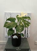 Thai Monstera