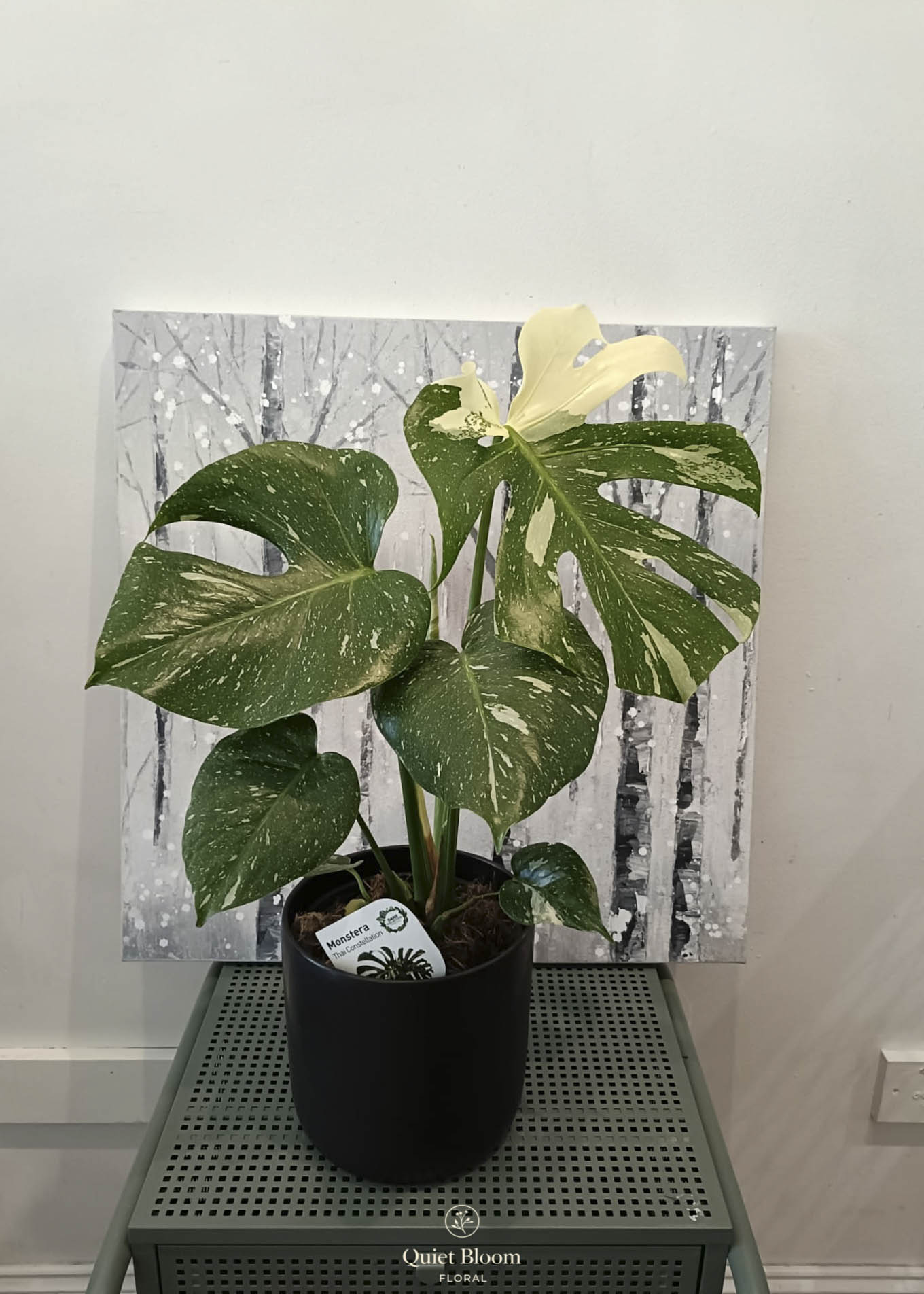 Thai Monstera