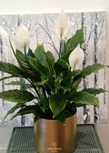 Peace Lily (Spathiphyllum)