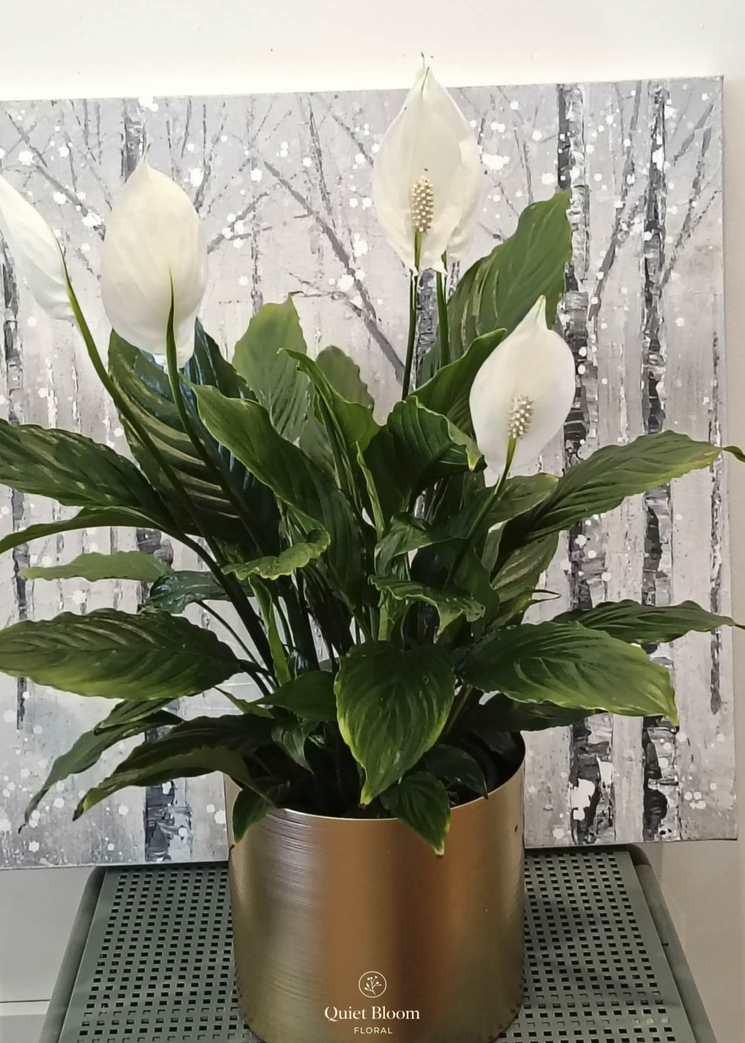 Peace Lily (Spathiphyllum)