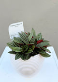 Peperomia Rosso – 120mm
