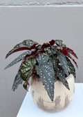 Begonia Maculata – 140mm Pot