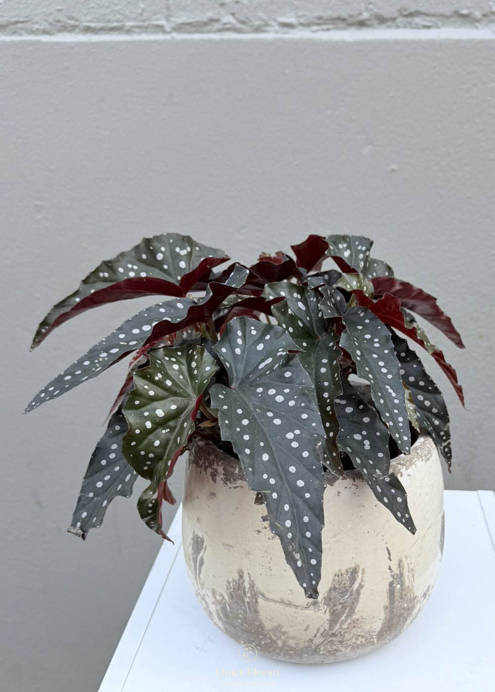 Begonia Maculata – 140mm Pot
