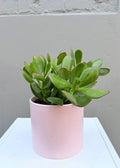 Crassula ovata – 120mm with Decorative Pot