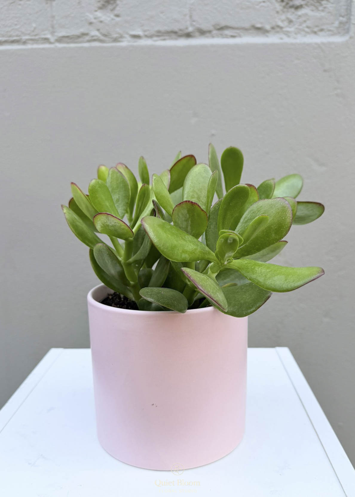 Crassula ovata – 120mm with Decorative Pot