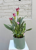 Curcuma – Siam Tulip 170mm