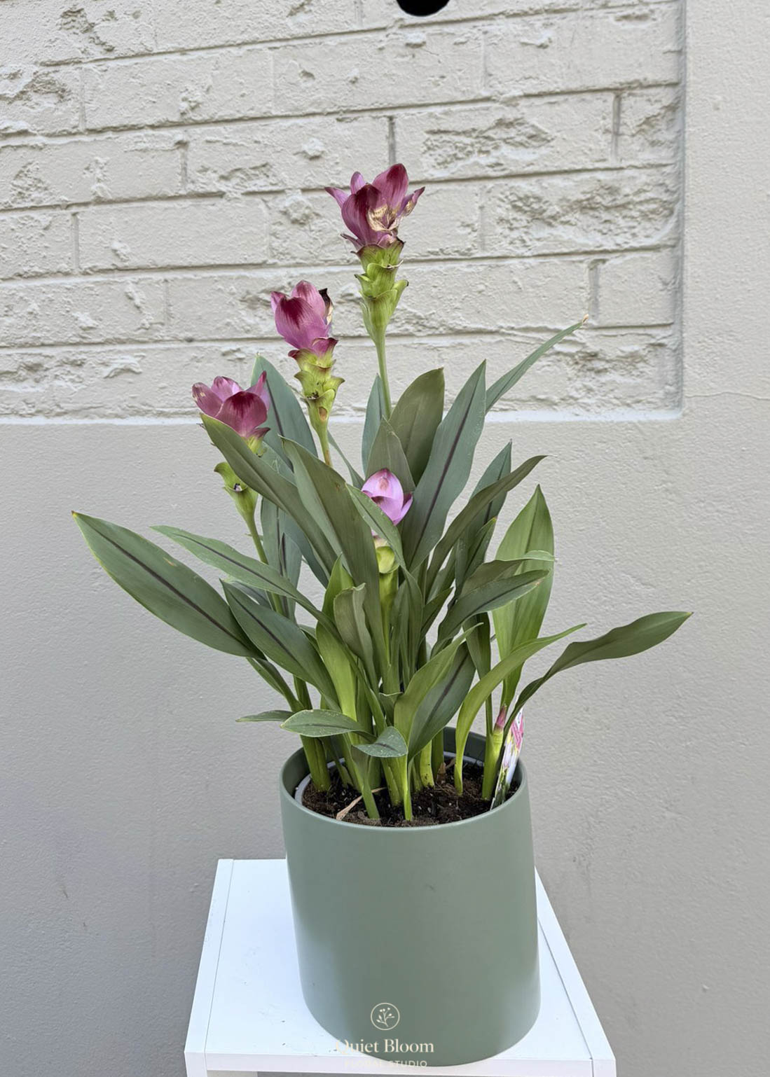 Curcuma – Siam Tulip 170mm
