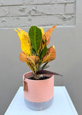 Codiaeum variegatum (Croton) – 140mm Pot