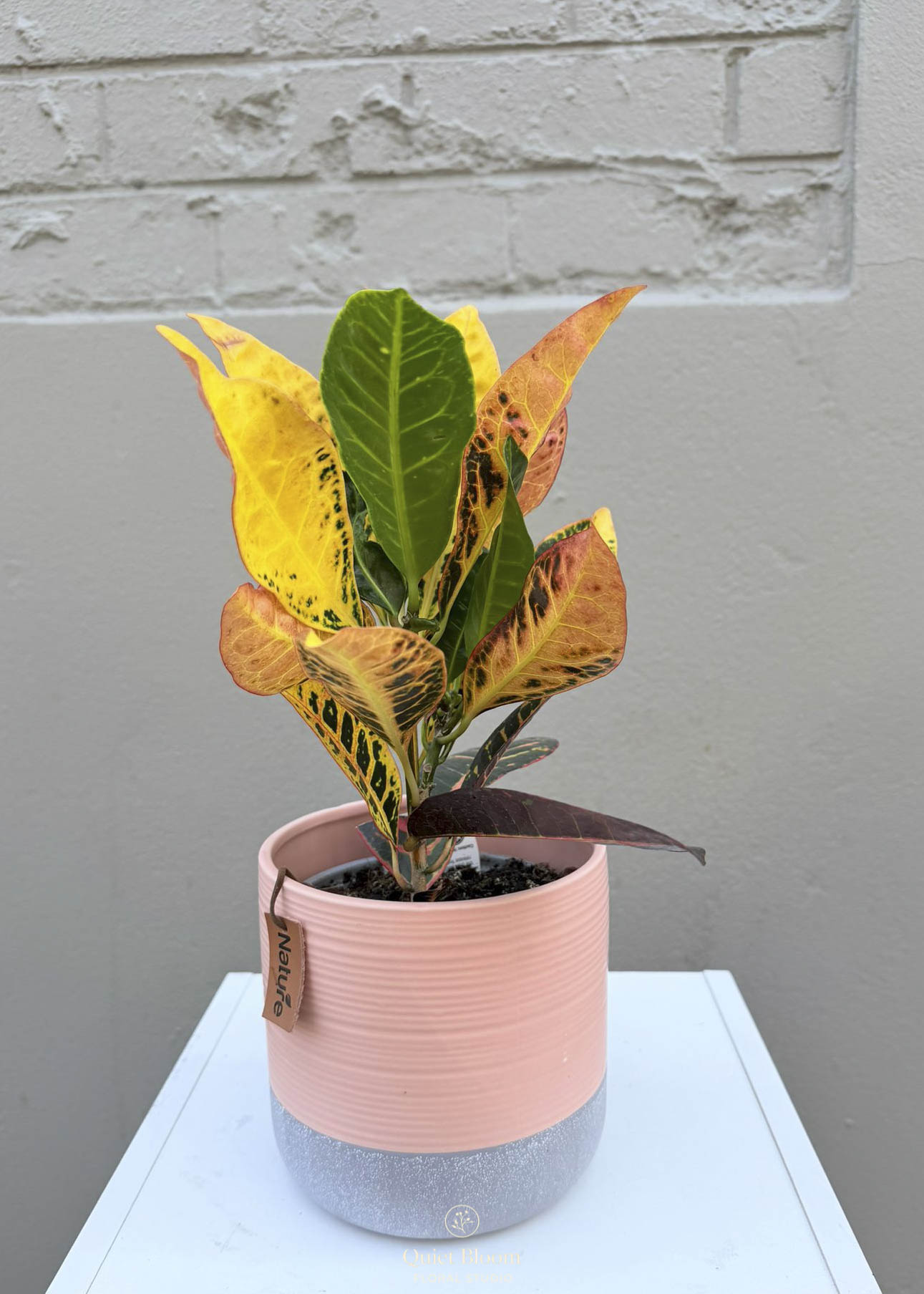 Codiaeum variegatum (Croton) – 140mm Pot