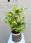 Golden Pothos (Devil’s Ivy)