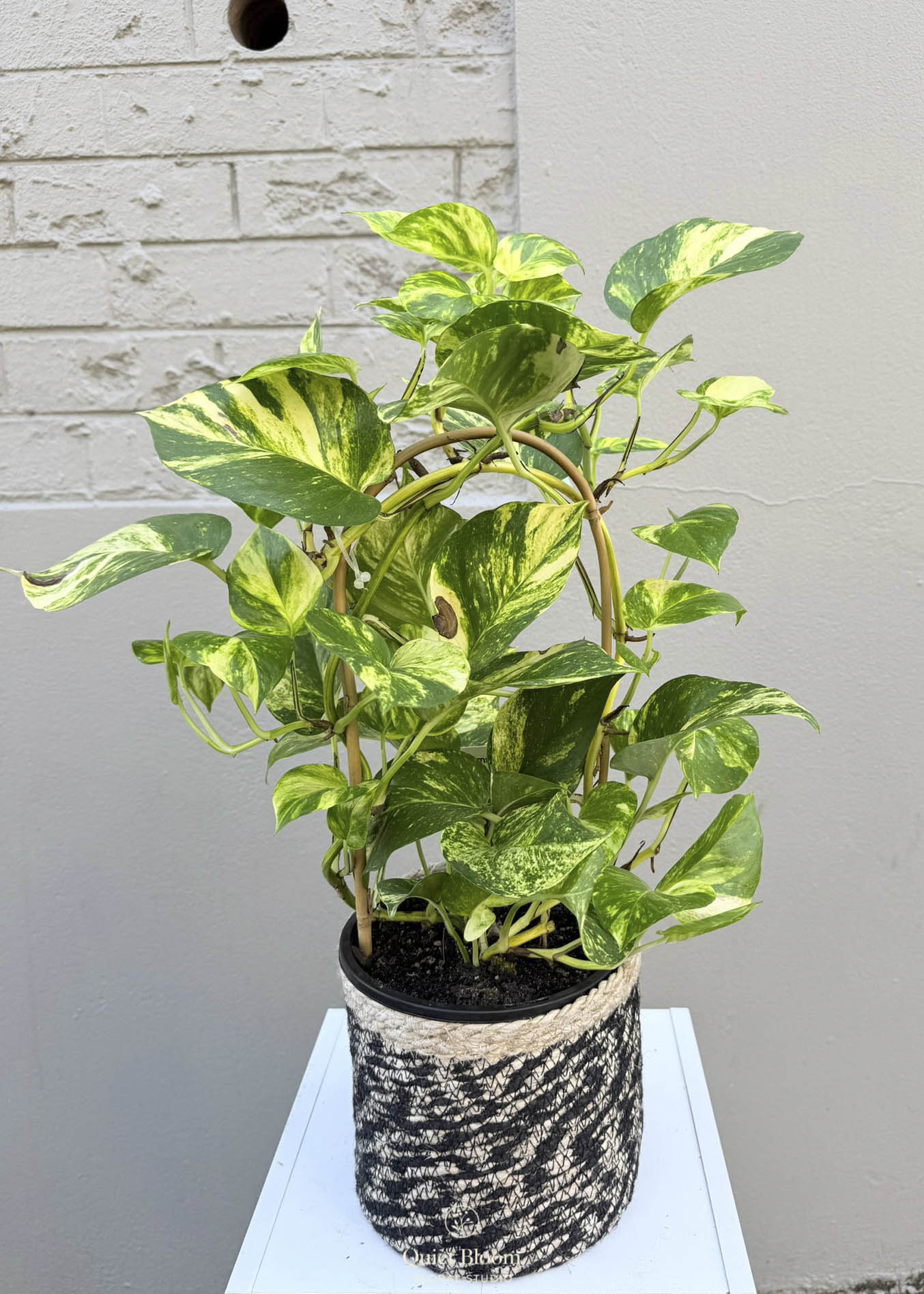 Golden Pothos (Devil’s Ivy)