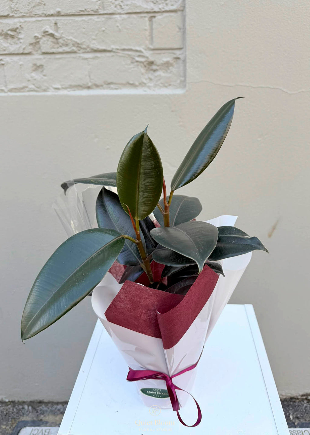 Ficus elastica – 120mm Pot