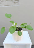 Pilea Peperomioides – 120mm Pot