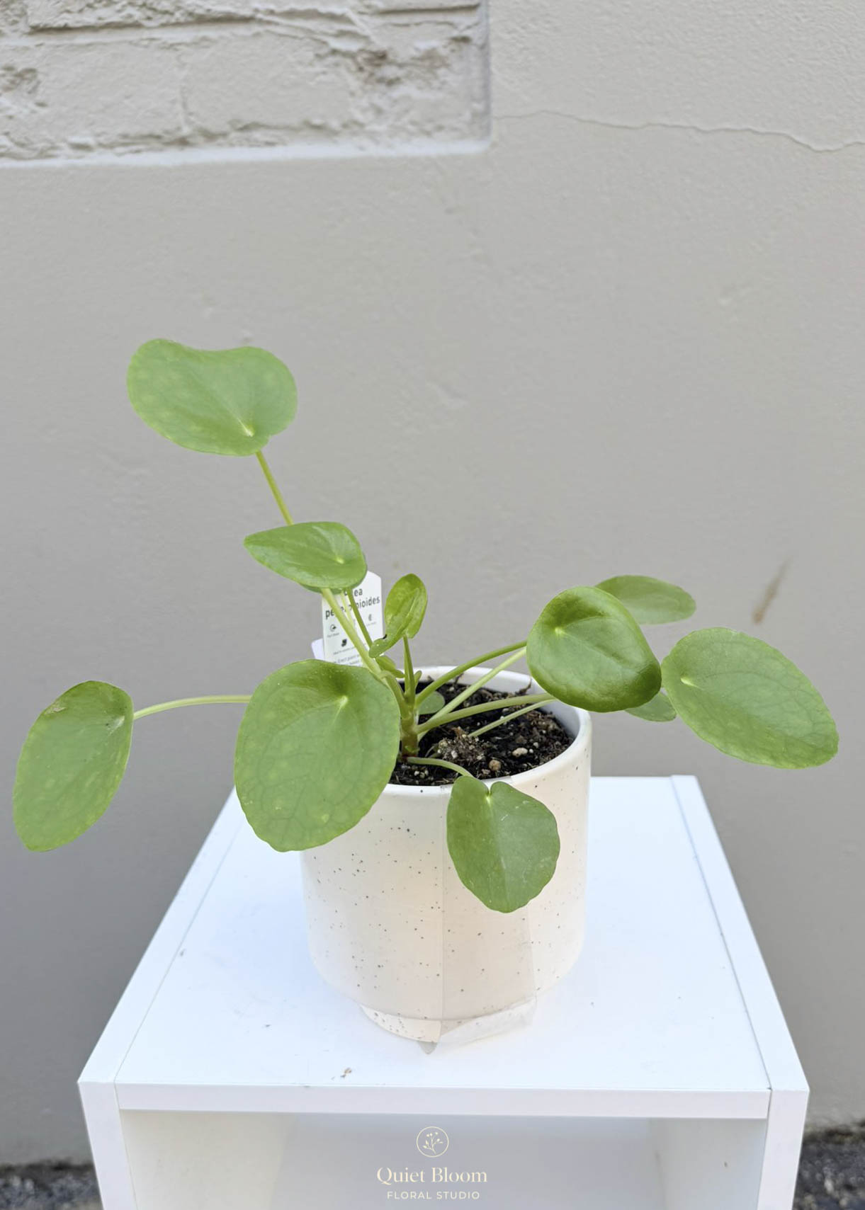 Pilea Peperomioides – 120mm Pot
