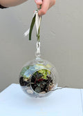 Hanging Glass Terrarium – Mini Botanical Globe