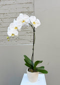 Phalaenopsis – Tall White Orchid (120mm)