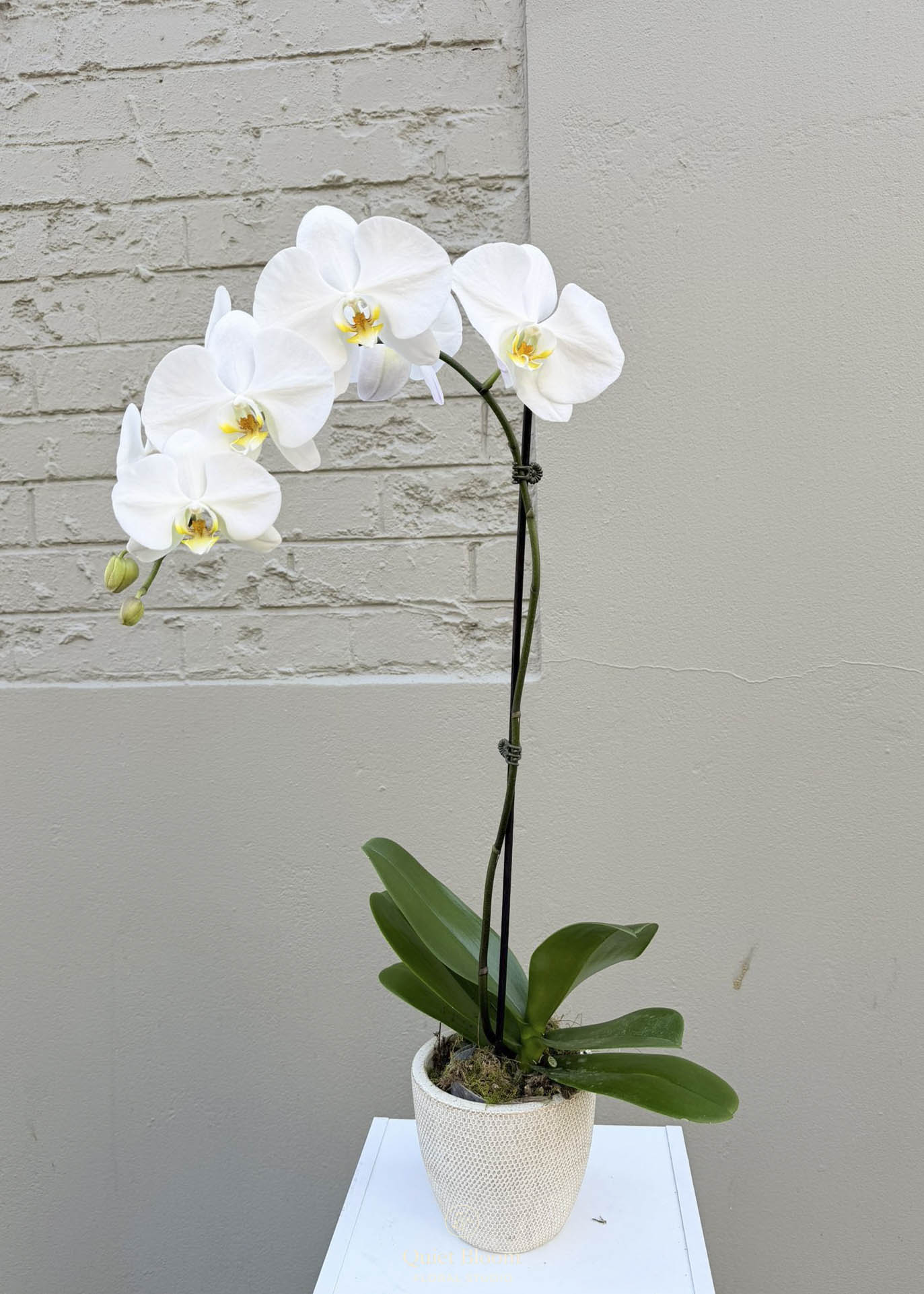Phalaenopsis – Tall White Orchid (120mm)
