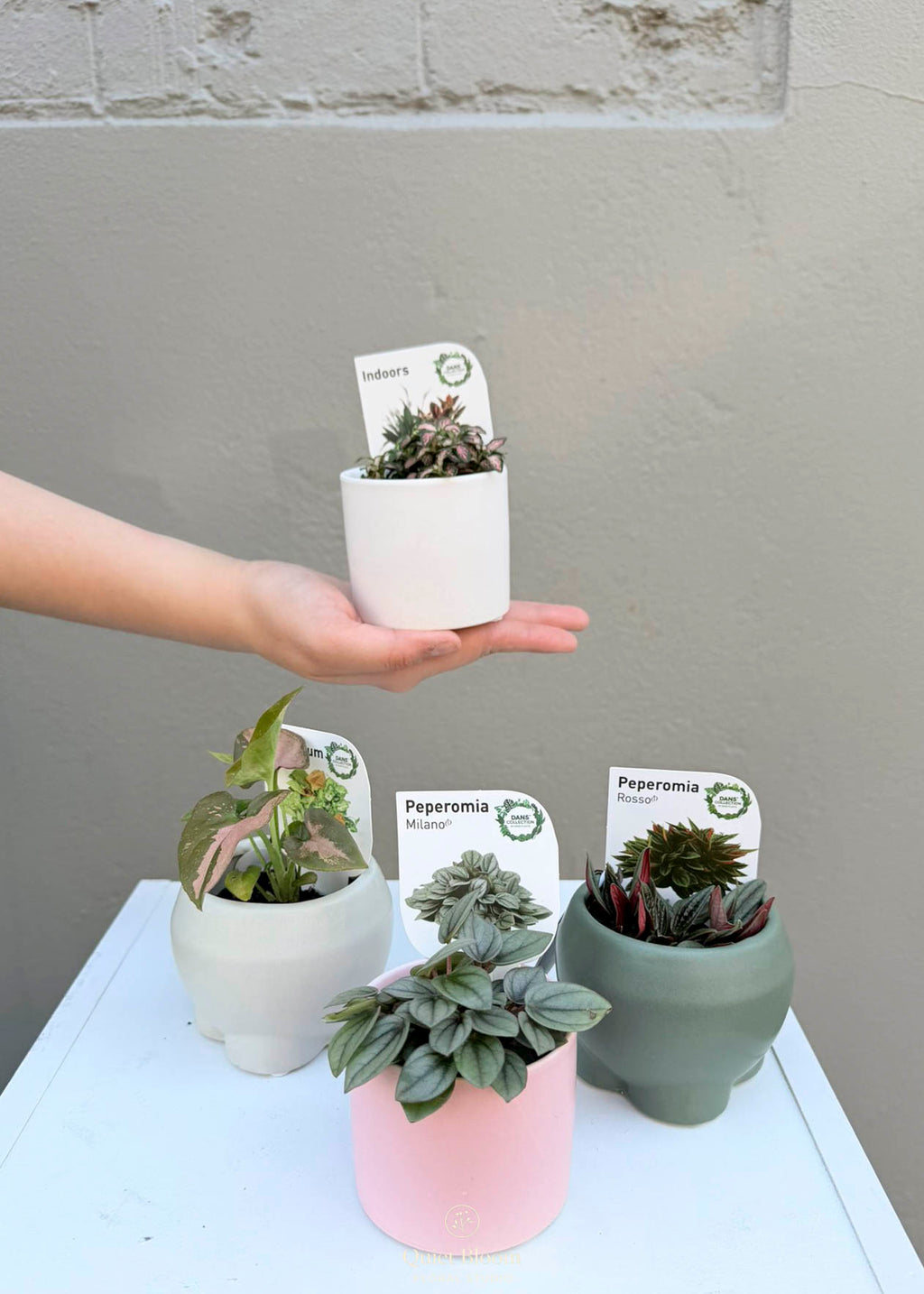 Mini Plant Set – Set of 4