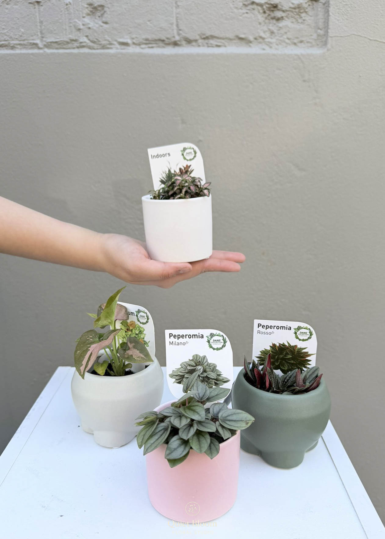 Mini Plant Set – Set of 4