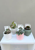 Mini Plant Set – Set of 4