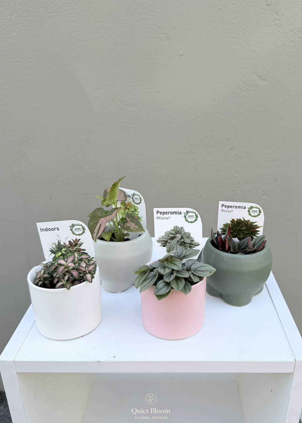 Mini Plant Set – Set of 4