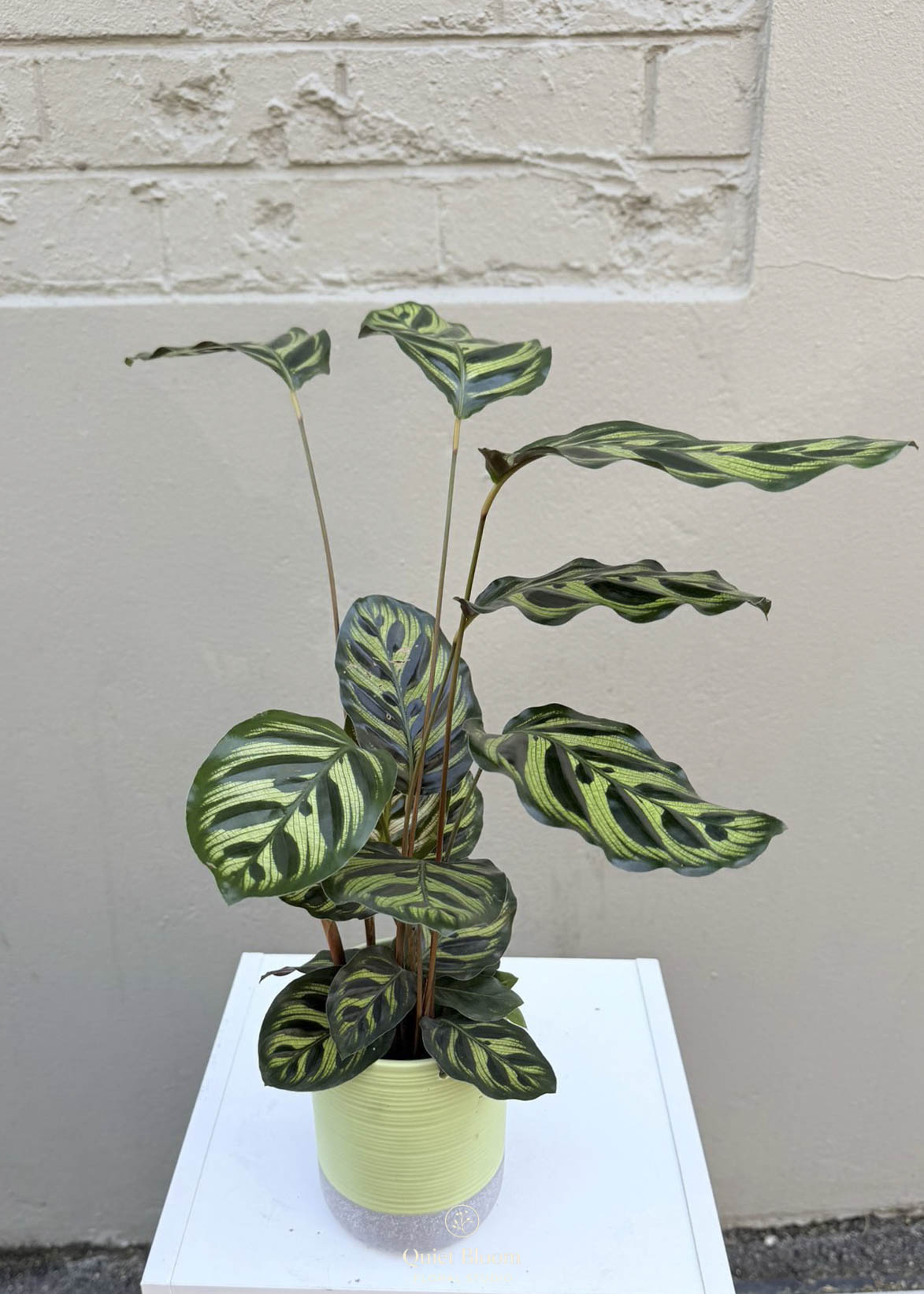 Calathea Makoyana (Peacock Plant) 95mm Pot
