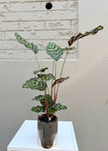 Calathea Makoyana (Peacock Plant) 95mm Pot