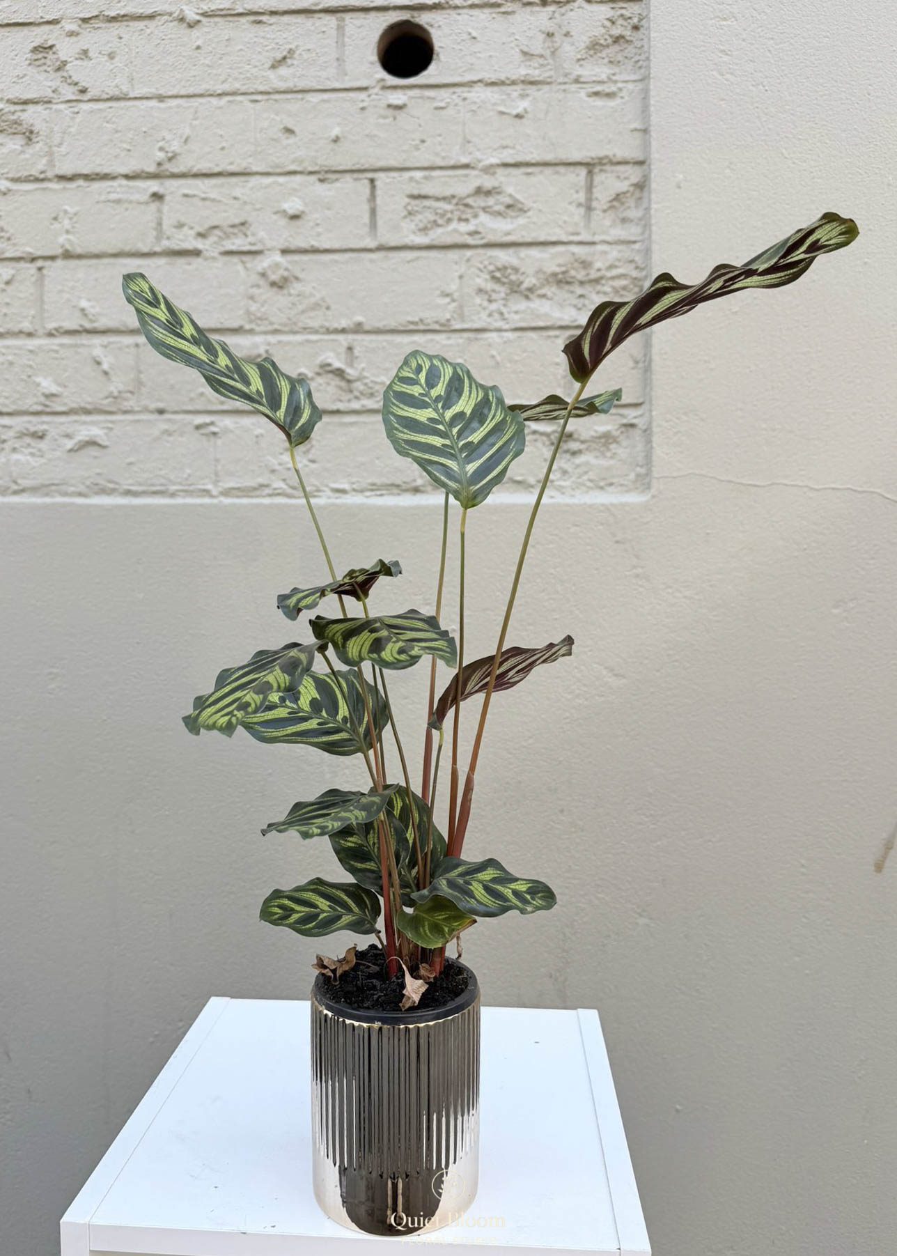 Calathea Makoyana (Peacock Plant) 95mm Pot