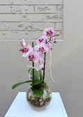 Phalaenopsis Orchid – Double Stem (Clear Glass Bowl)