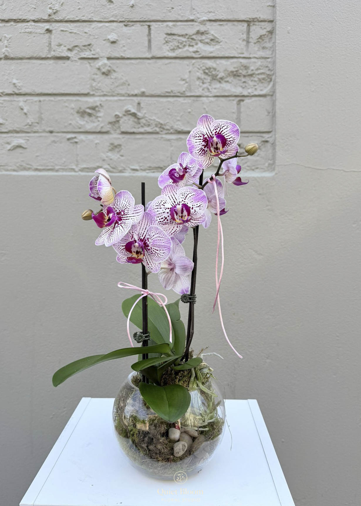Phalaenopsis Orchid – Double Stem (Clear Glass Bowl)