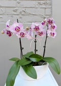Phalaenopsis Orchid – Triple Stem (Ceramic Pot)