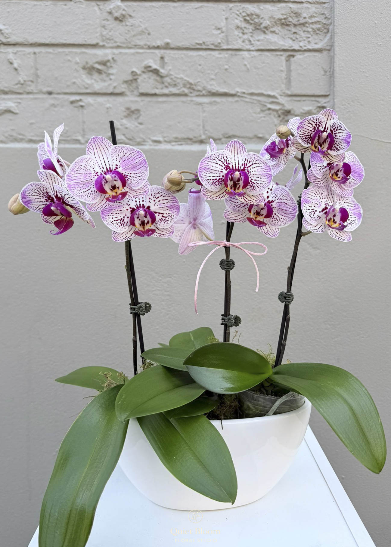 Phalaenopsis Orchid – Triple Stem (Ceramic Pot)
