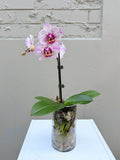 Phalaenopsis – Single Stem (Glass Cylinder)