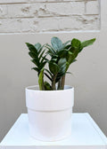 ZZ Plant – 140mm Pot