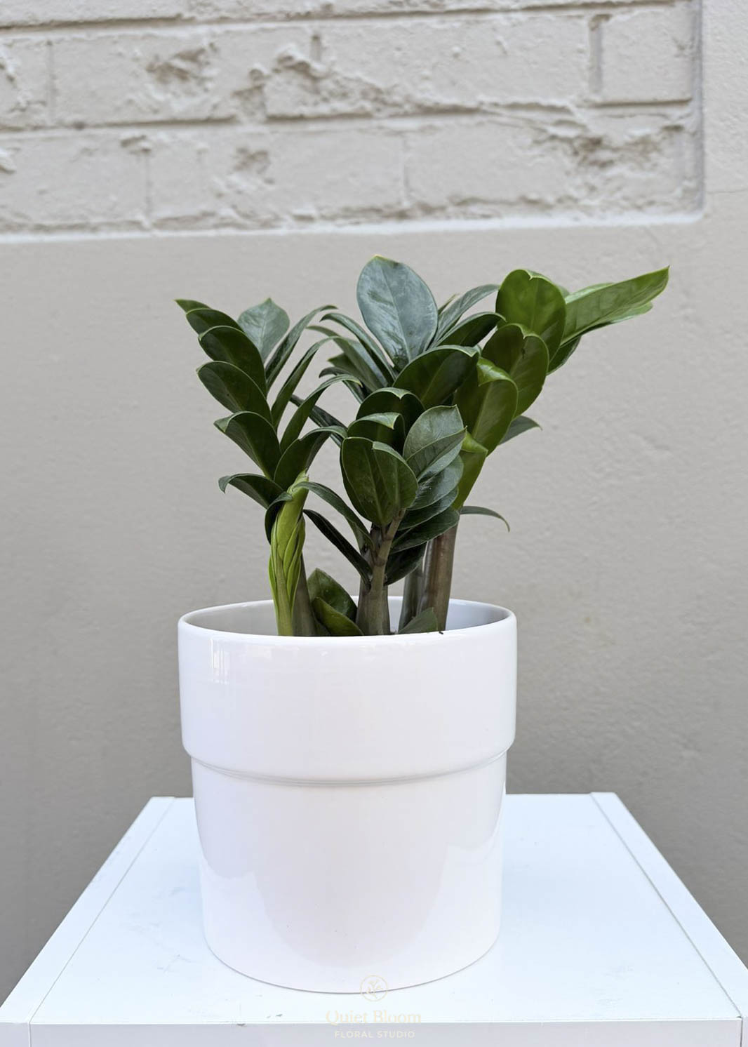 ZZ Plant – 140mm Pot