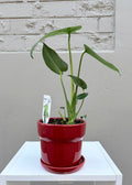 Monstera Deliciosa – 120mm Pot