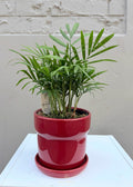 Chamaedorea elegans (120mm Pot)