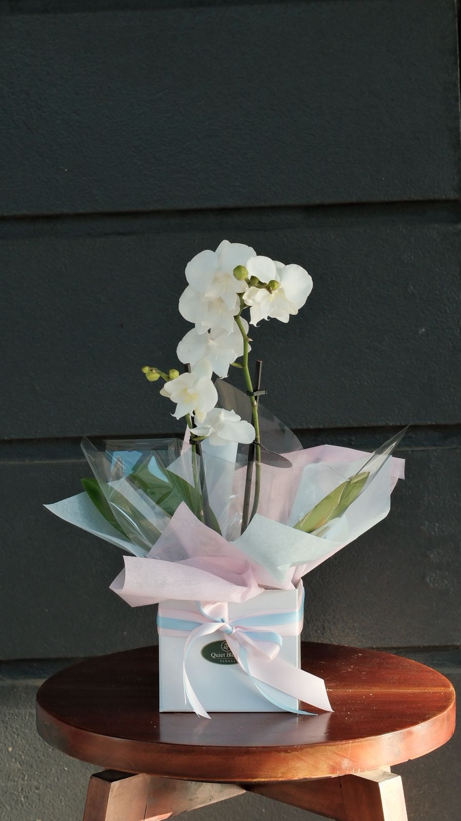 White Orchid Gift Plant – Elegant Orchid Melbourne