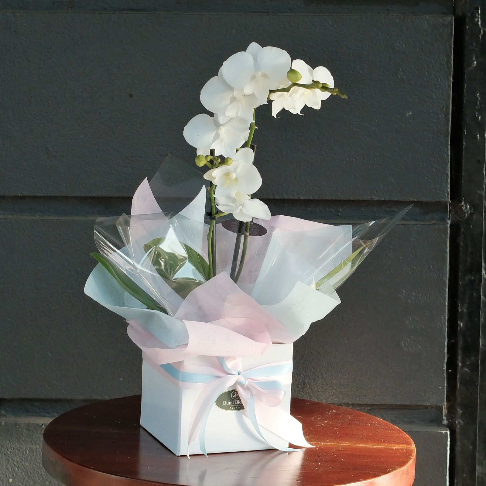 White Orchid Gift Plant – Elegant Orchid Melbourne
