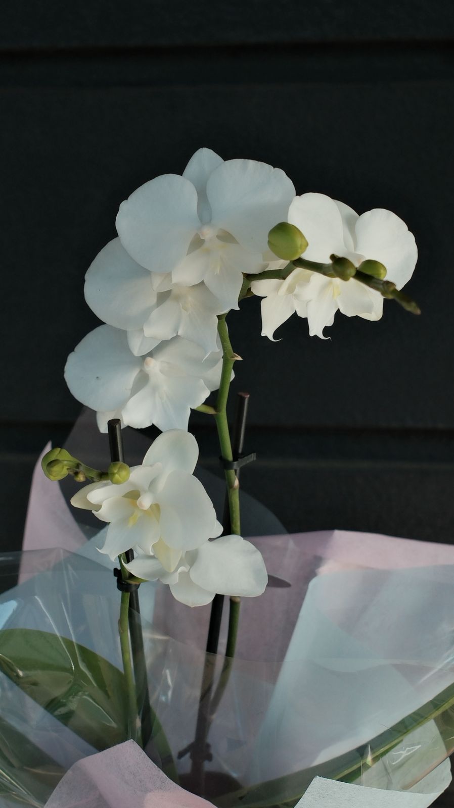 White Orchid Gift Plant – Elegant Orchid Melbourne