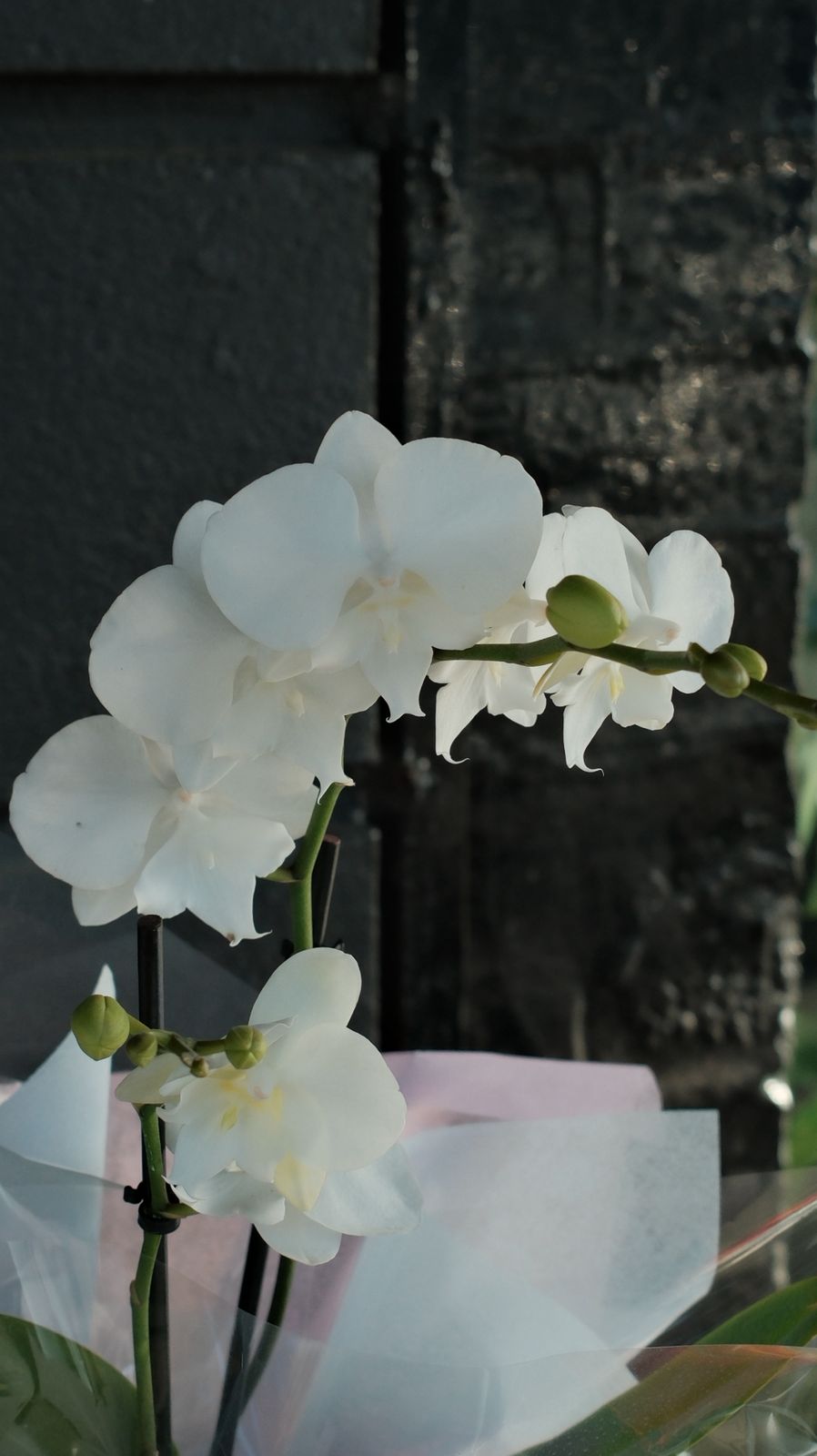 White Orchid Gift Plant – Elegant Orchid Melbourne
