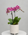 Two-Stem Mini Phalaenopsis Orchid – Potted Orchid Plant