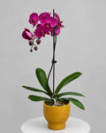 Magenta Phalaenopsis Orchid – Potted Orchid Plant