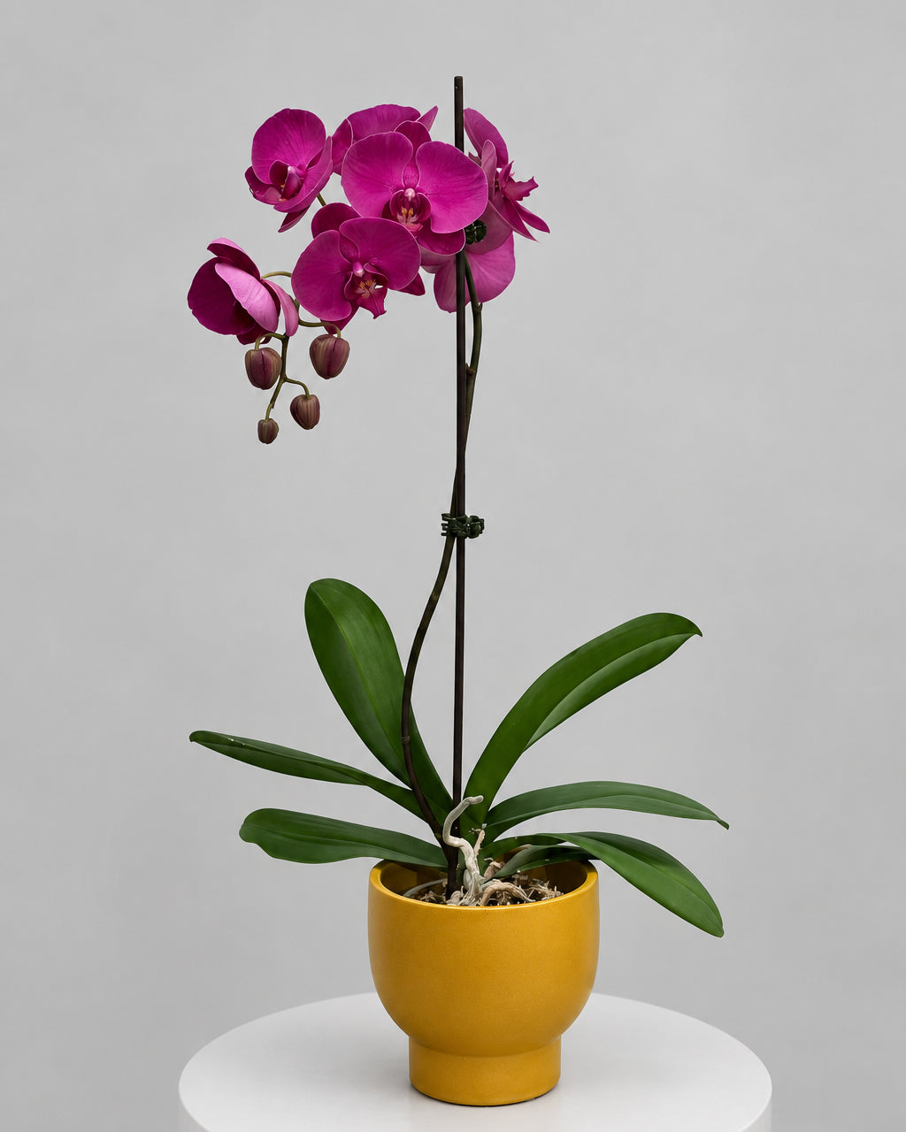 Magenta Phalaenopsis Orchid – Potted Orchid Plant