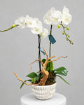 White Orchid Garden – Phalaenopsis Plant Arrangement